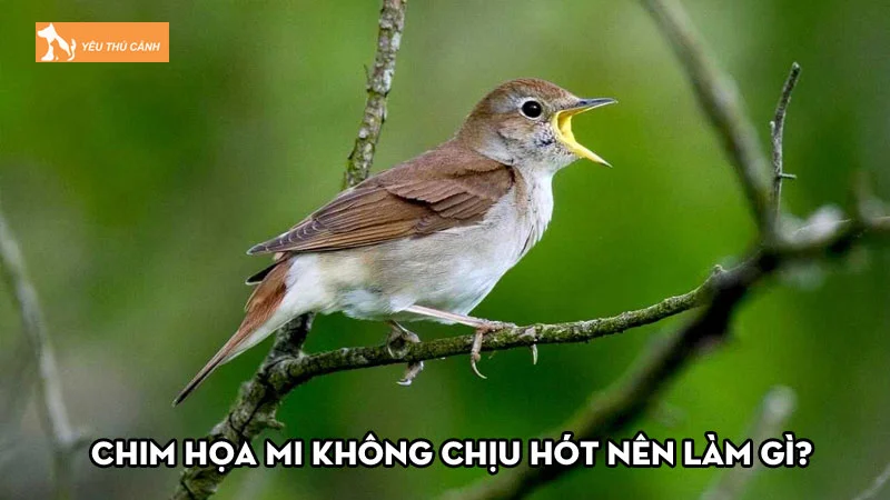 Chim họa mi không chịu hót nên làm gì để cải thiện?