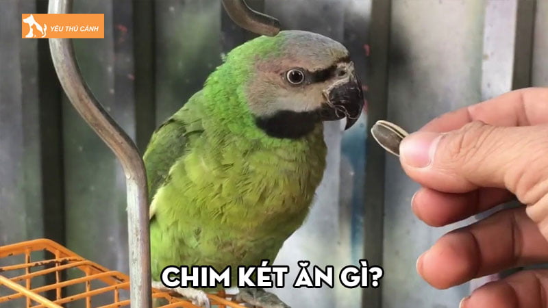 Chim két ăn gì? Cách nuôi chim két khỏe mạnh, nhanh nói