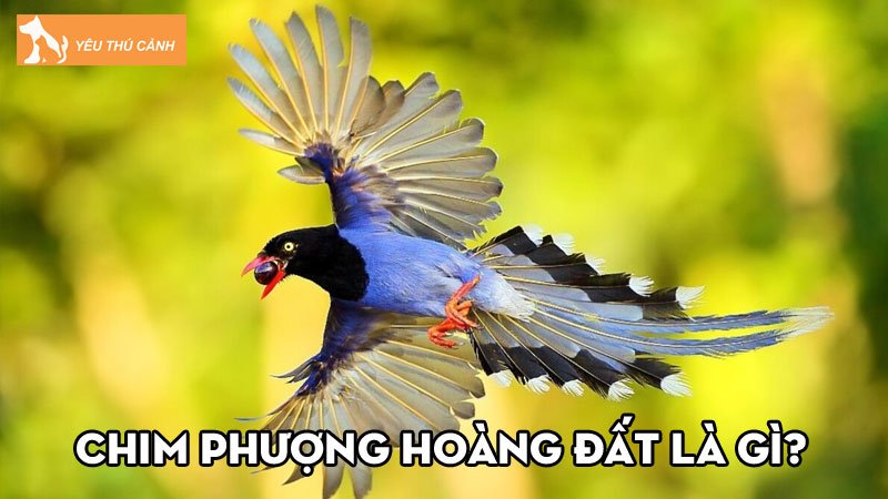 chim-phuong-hoang-dat-va-nhung-dieu-can-biet-khi-nuoi-thucanh