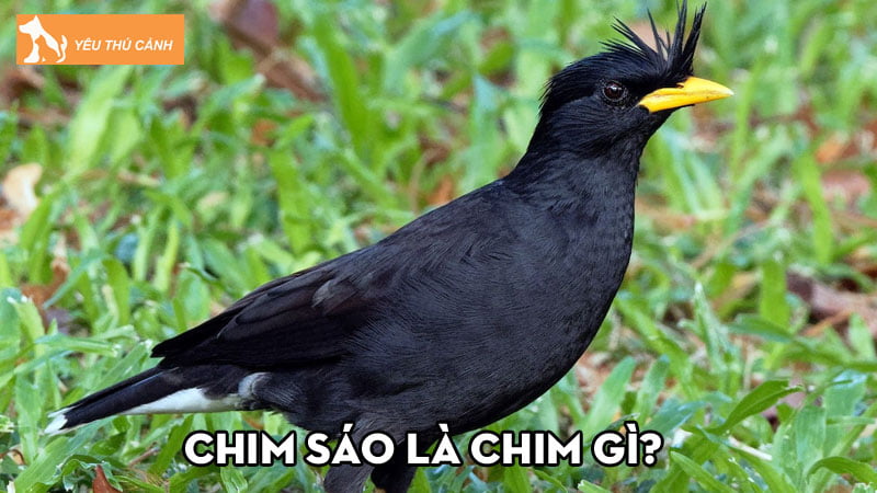 Đặc điểm, tính cách, cách nuôi và giá của chim Sáo