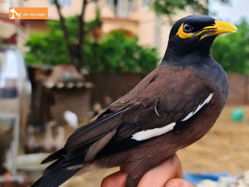 chim-sao-nau-la-gi-thucanh