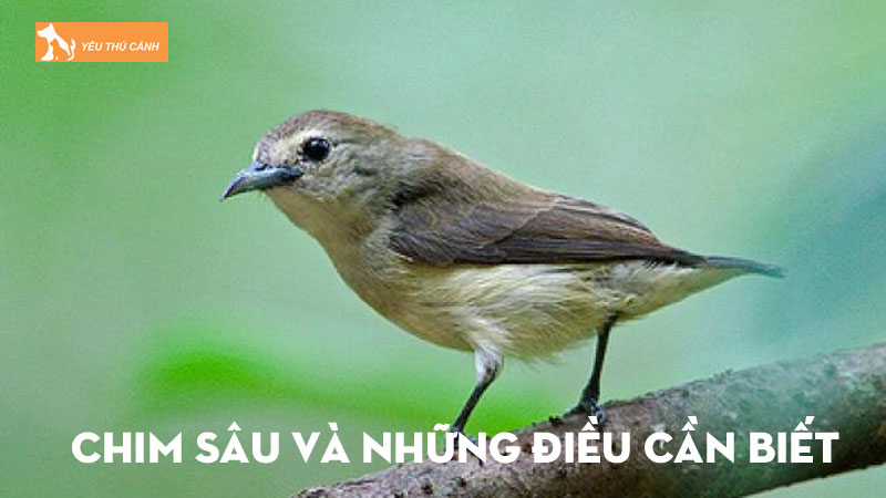 Chim sâu là gì? Những điều cần biết khi nuôi loài chim này