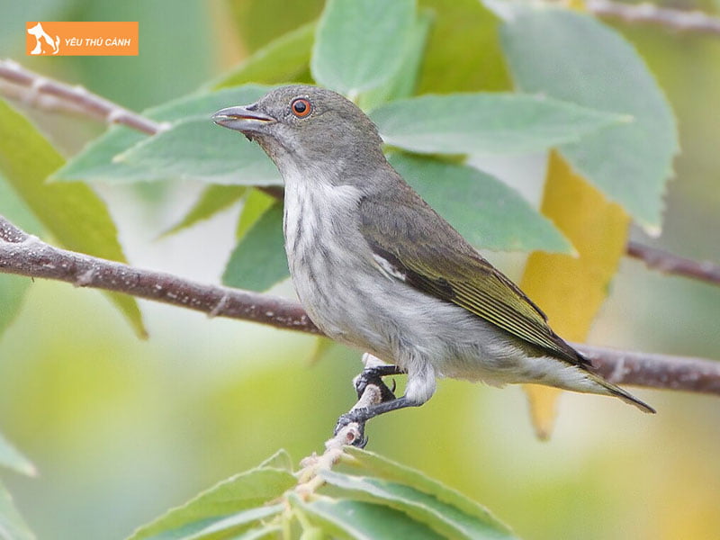 Chim-sau-la-gi-thucanh