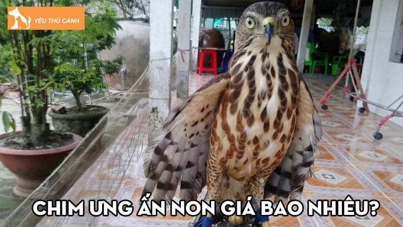 chim-ung-an-non-gia-bao-nhieu-cach-nuoi-va-lua-chon-chim-ung-an-thucanh