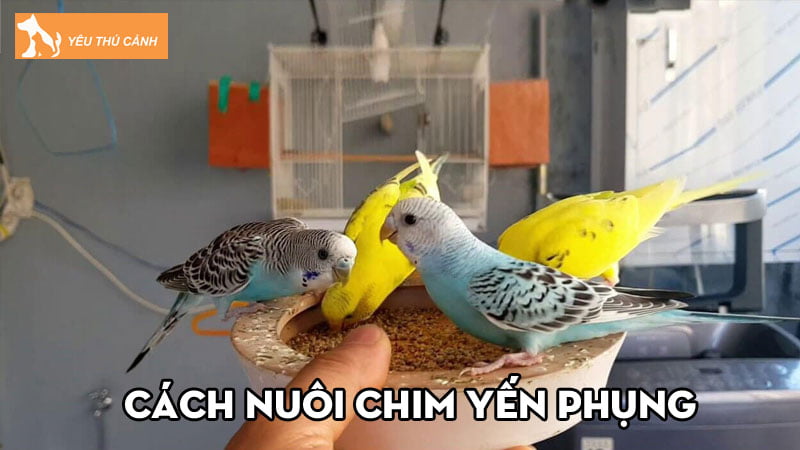 chim-yen-phung-dac-diem-va-cach-nuoi-chim-khoe-dep-mau-lon-thucanh