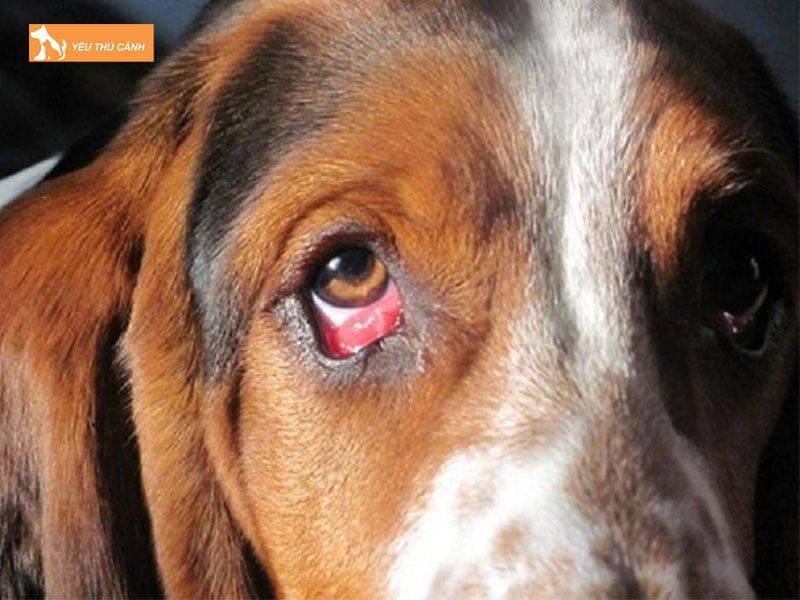 cho-bi-do-mat-co-nguy-hiem-khong-thucanh