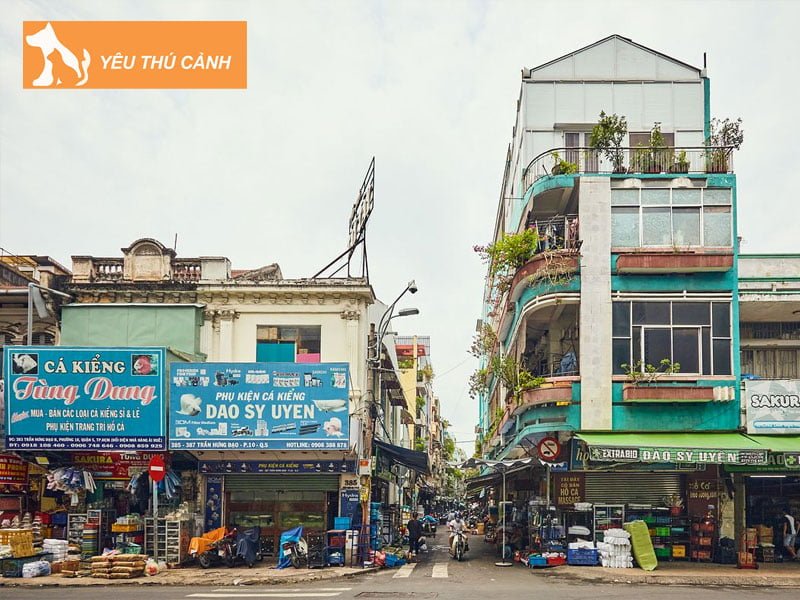 cho-ca-canh-luu-xuan-tin-thucanh