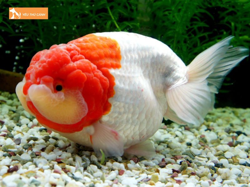 cho-ca-mekong-thucanh