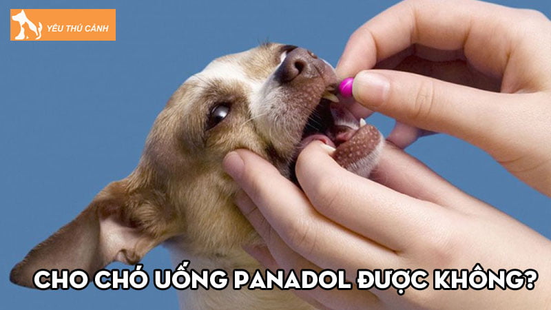 Cho chó uống Panadol được không? Làm gì khi chó bị ngộ độc thuốc?