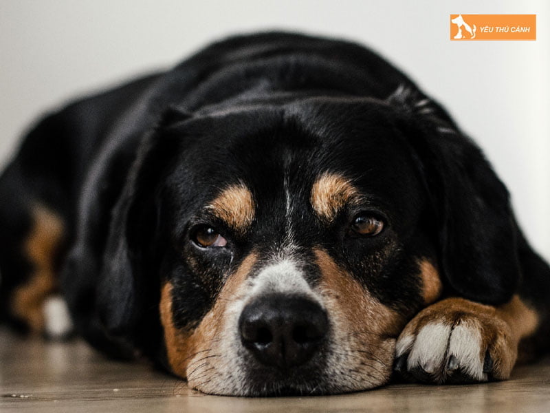 cho-co-linh-hon-khong-thucanh