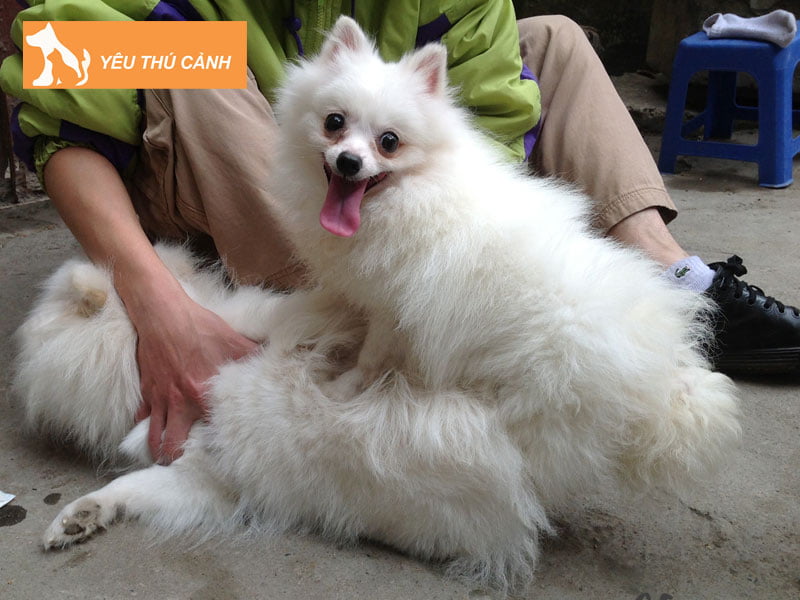 cho-giao-phoi-o-thoi-ki-nao-thucanh