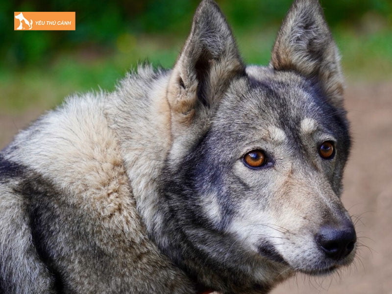 cho-lai-soi-la-gi-thucanh