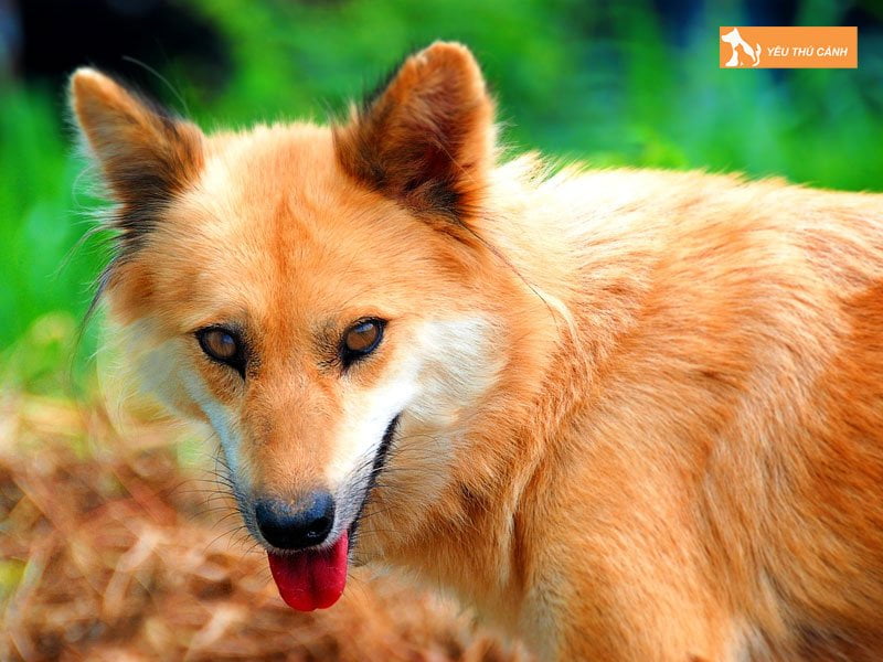 cho-lai-song-ma-gia-bao-nhieu-thucanh