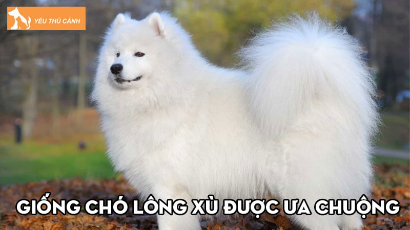 cho-long-xu-10-giong-cho-long-xu-duoc-ua-chuong-hien-nay-thucanh