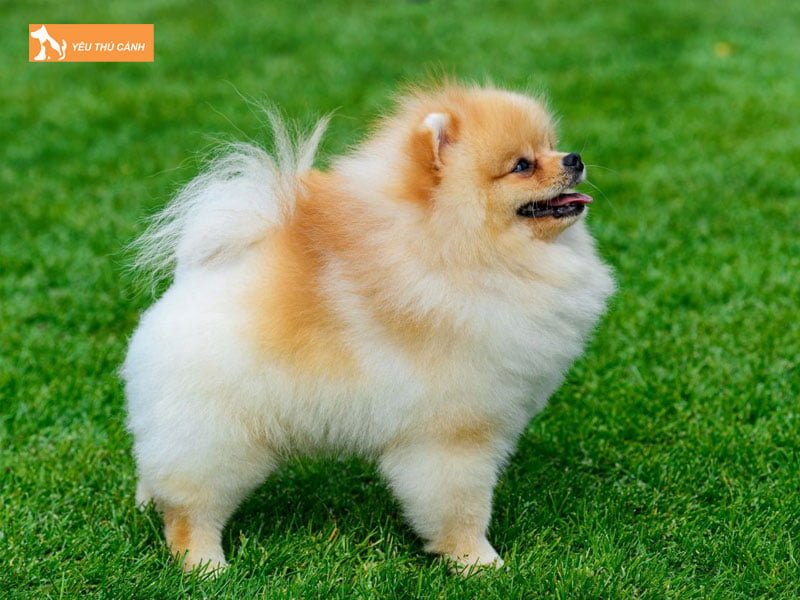 cho-phoc-soc-truong-thanh-co-can-nang-bao-nhieu-thucanh