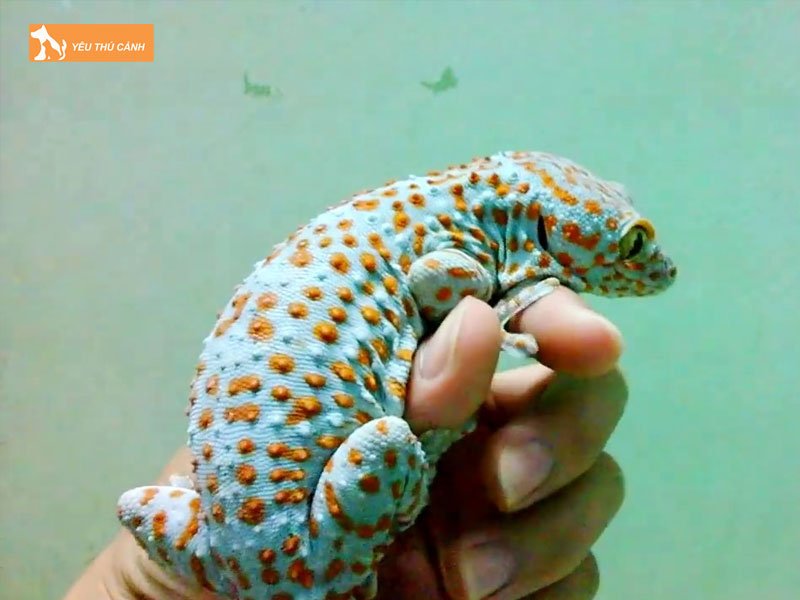 cho-sach-sai-gon-thucanh