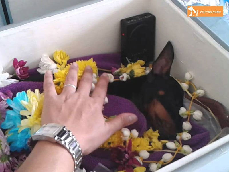 cho-sau-khi-chet-co-nen-duoc-chon-cat-khong-thucanh