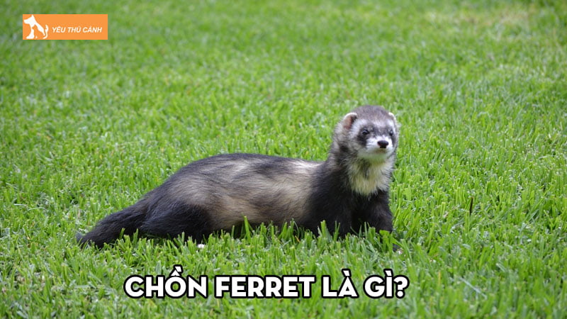Chồn Ferret là gì? Thông tin thú vị cần biết khi nuôi dưỡng