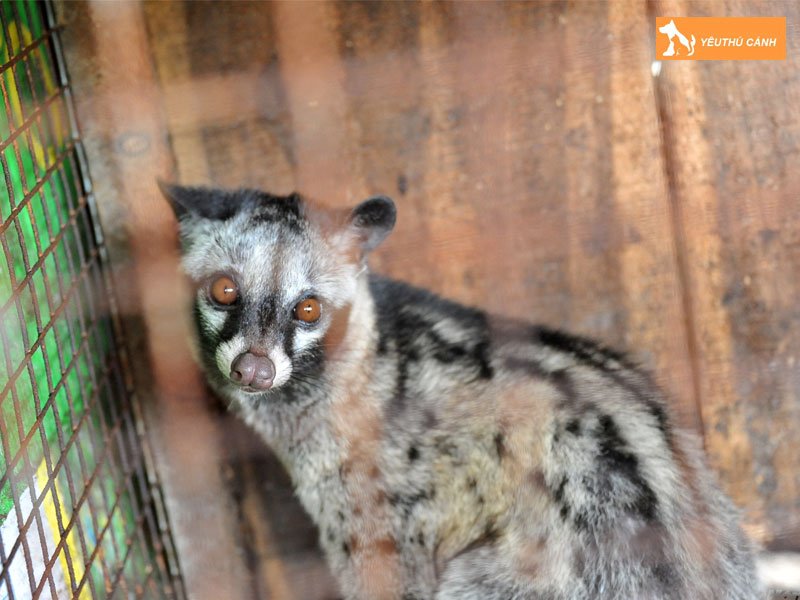 chon-muop-la-con-gi-thucanh