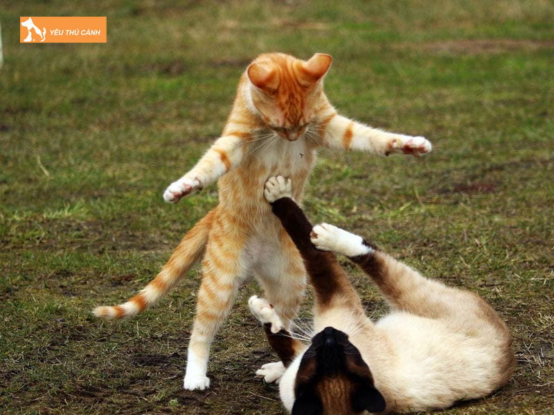 chu-ky-meo-cai-dong-duc-thucanh