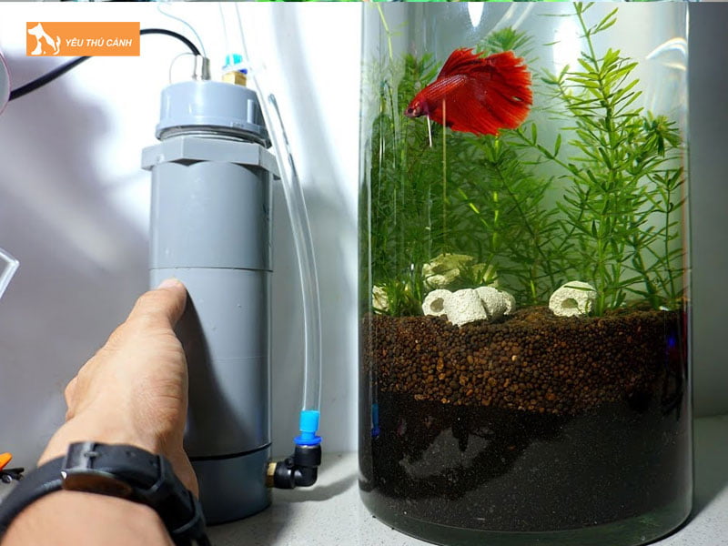 Chuan-bi-vat-lieu-lam-bo-loc-nuoc-cho-be-ca-thucanh