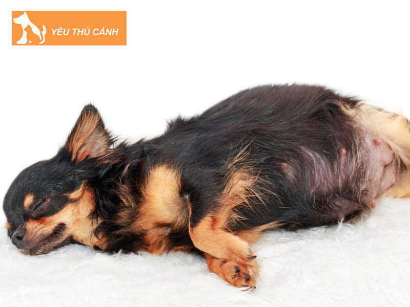 chuc-nang-bo-phan-sinh-duc-cho-thucanh