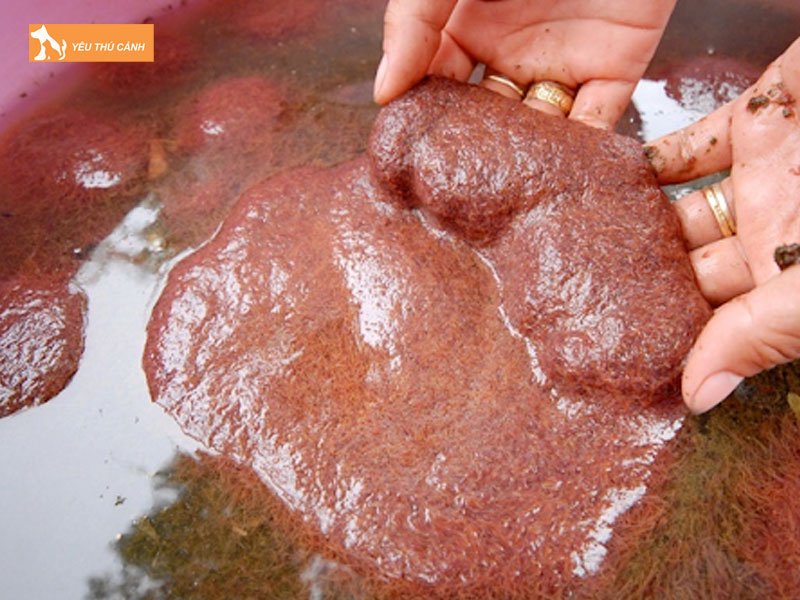 Chuong-nuoi-va-moi-truong-song-thucanh