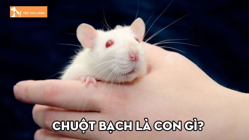 Chuột bạch là con gì? Giá bán bao nhiêu và cách chăm sóc Chuột bạch là con gì? Giá bán bao nhiêu và cách chăm sóc