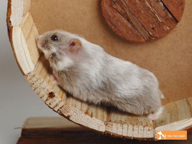 chuot-hamster-campbell-thucanh