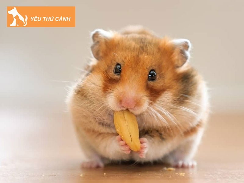 chuot-hamster-loai-vat-canh-hoang-da-nhanh-nhen-dang-yeu-thucanh
