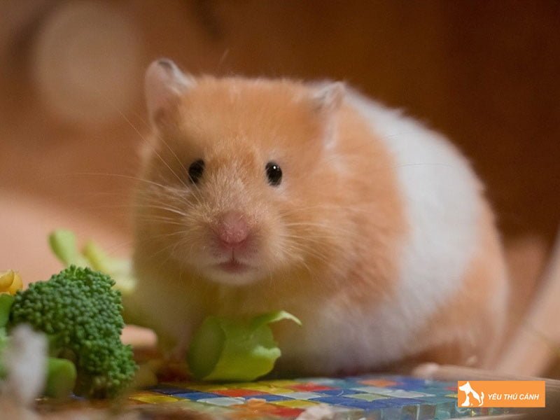 chuot-hamster-trung-quoc-thucanh