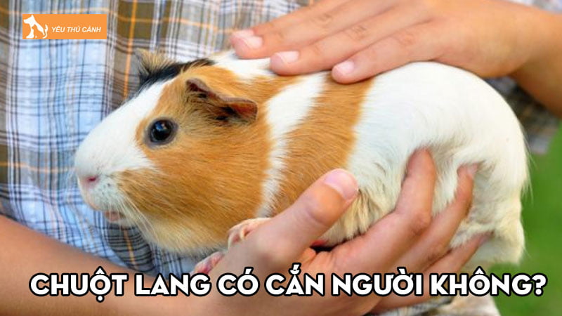 Chuột lang có cắn người không? Nguyên nhân và lưu ý phòng ngừa