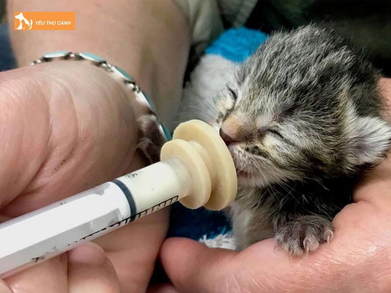 co-nen-cho-meo-con-uong-sua-thucanh