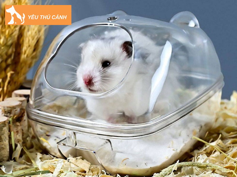 co-nen-lot-mun-cua-cho-hamster-khong-1-thucanh
