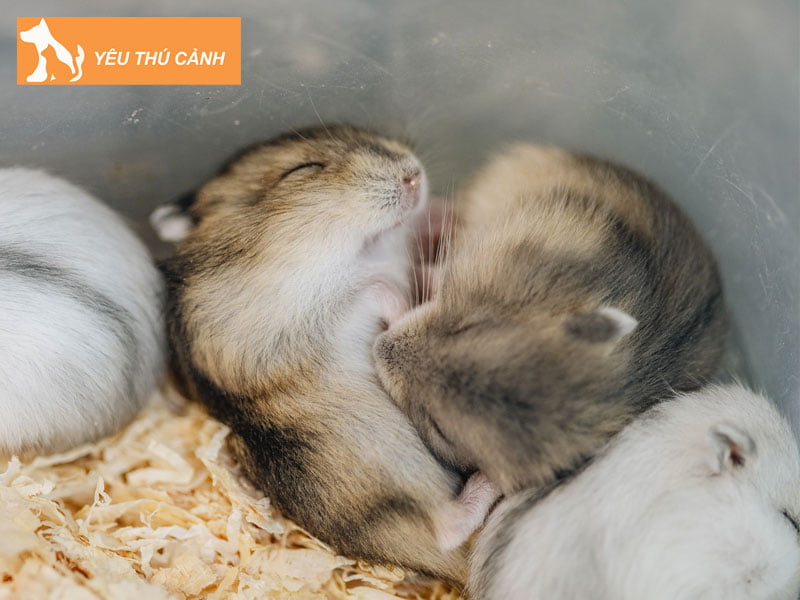 co-nen-lot-mun-cua-cho-hamster-khong-thucanh