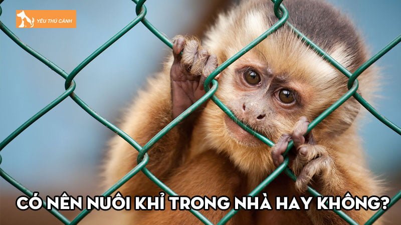 Có nên nuôi khỉ trong nhà hay không? Các lưu ý bạn nên biết