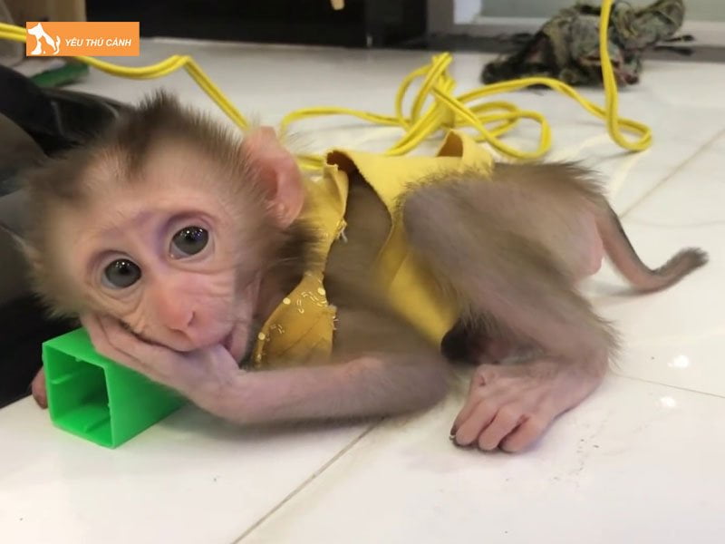 co-nen-nuoi-khi-trong-nha-nhu-thu-cung-1-thucanh