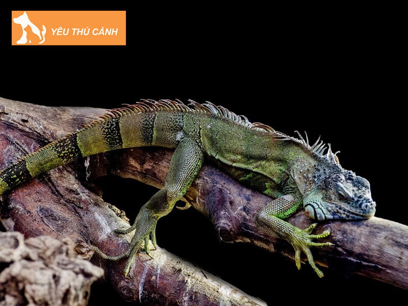 co-nen-nuoi-ky-nhong-trong-nha-thucanh