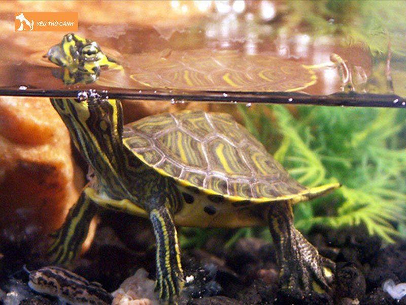 co-nen-nuoi-rua-trong-nha-hay-khong-thucanh