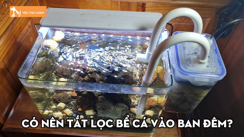 Có nên tắt lọc bể cá vào ban đêm? Lưu ý khi dùng bộ lọc