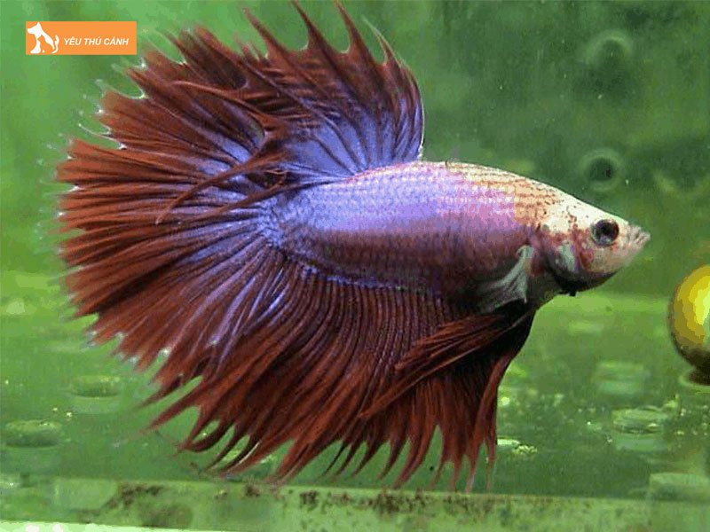 Combtail-betta-thucanh