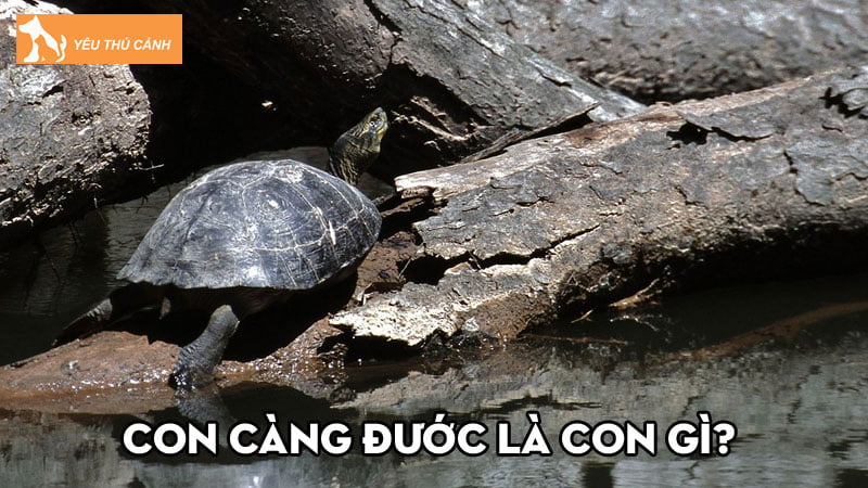 Con Càng Đước là con gì? Kinh nghiệm nuôi rùa phát triển tốt