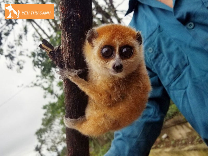 con-cu-lan-gia-bao-nhieu-thucanh