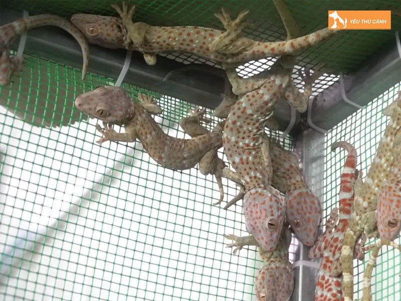 con-so-may-man-cho-hien-tuong-nay-thucanh