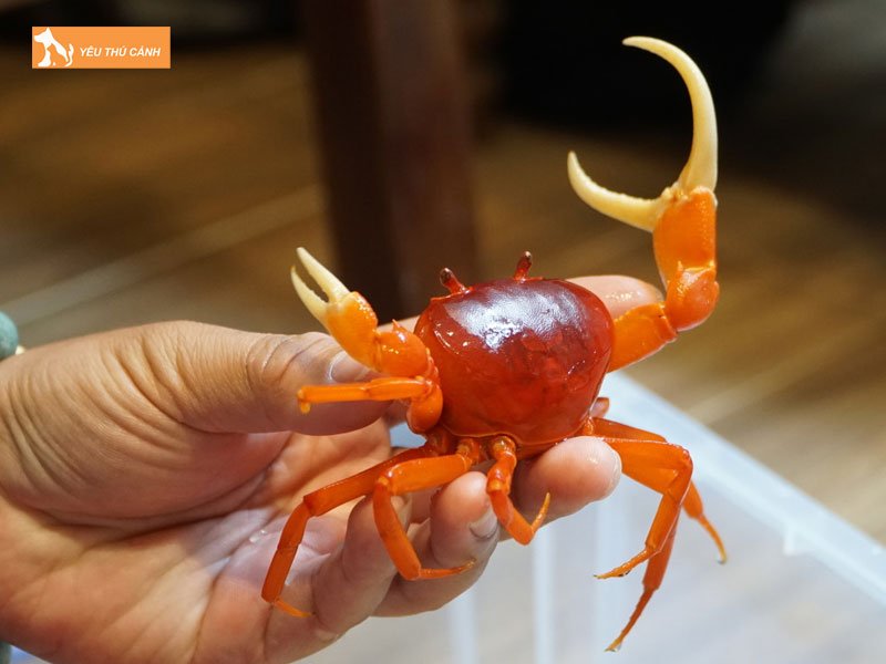 cua-da-cang-do-thucanh