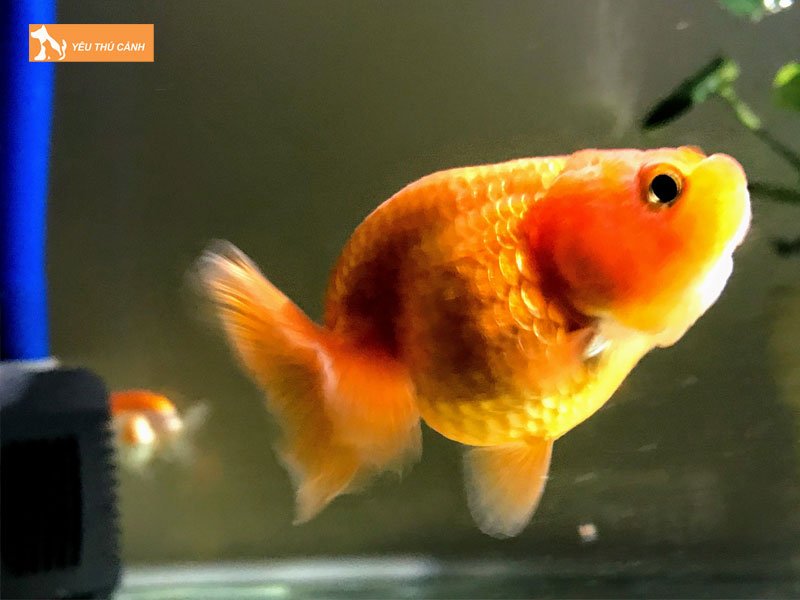 cua-hang-dong-ngu-thucanh