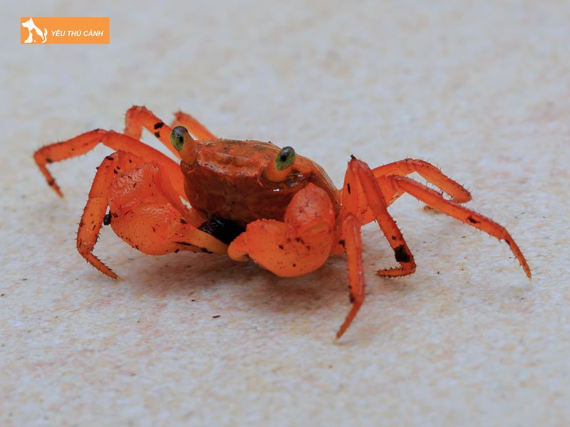 cua-ma-ca-rong-thucanh