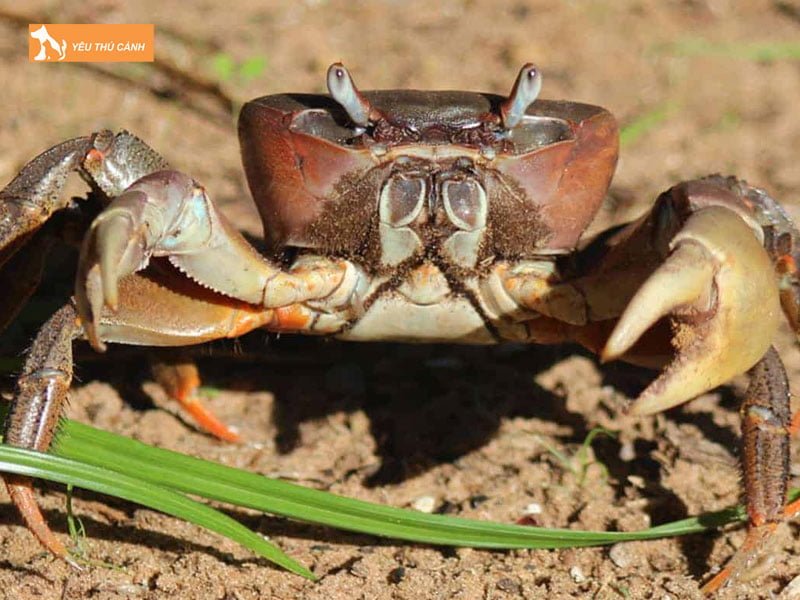 cua-quy-thai-lan-thucanh