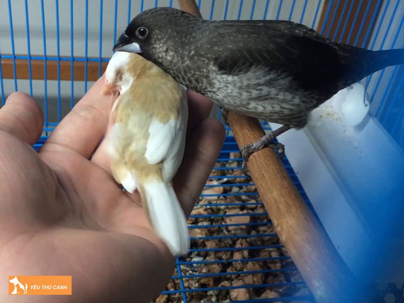 dac-diem-chim-sac-nhat-thucanh