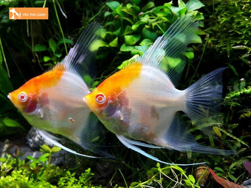 dac-diem-cua-ca-ong-tien-1-thucanh